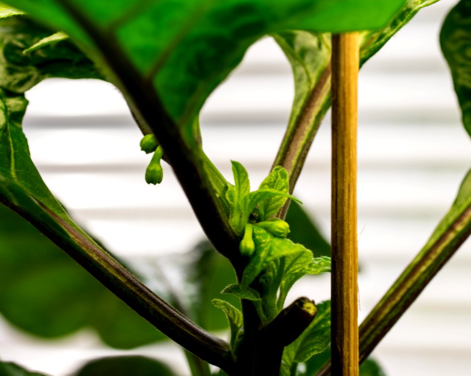 First buds of 2015