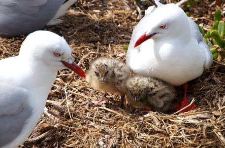 Red Billed Gull And Chick. From a hide. photo