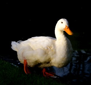 Aylesbury Duck. photo