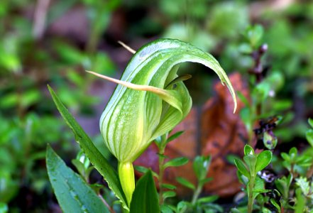 Greenhooded Orchid. New Zealand photo