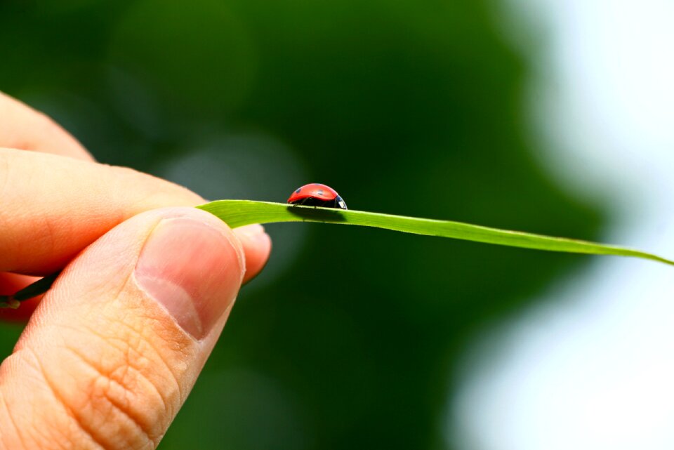 Nature insect macro