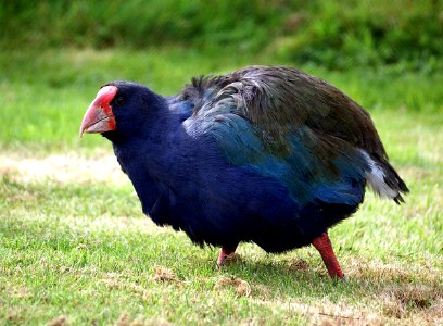 South Island Takahe. (Porphyrio hochstetteri) photo