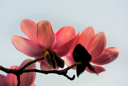 Magnolia. Campbellii. (6) photo