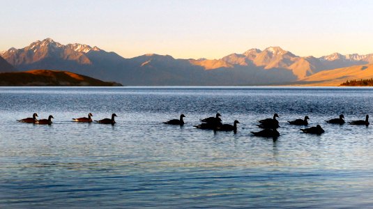 Canadian Geese. Lake Tekapo. NZ photo