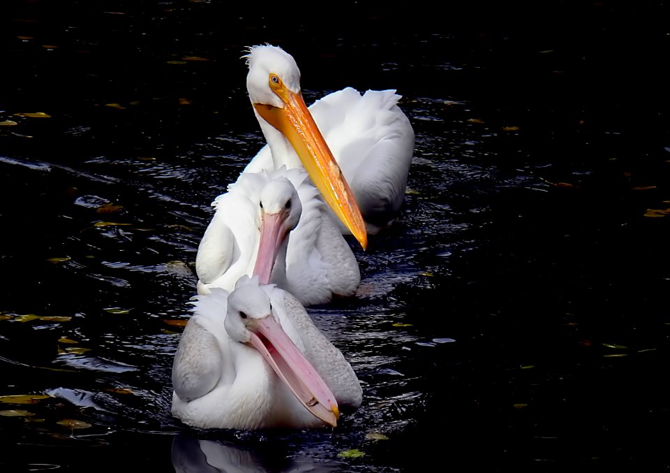 American white pelican. (Pelecanus erythrorhynchos)