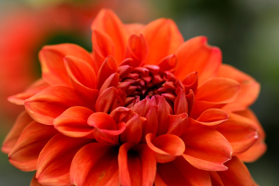 Red close up blossom