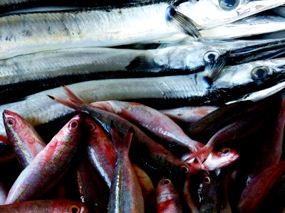 Fish market Batac City.Ilocos Norte.