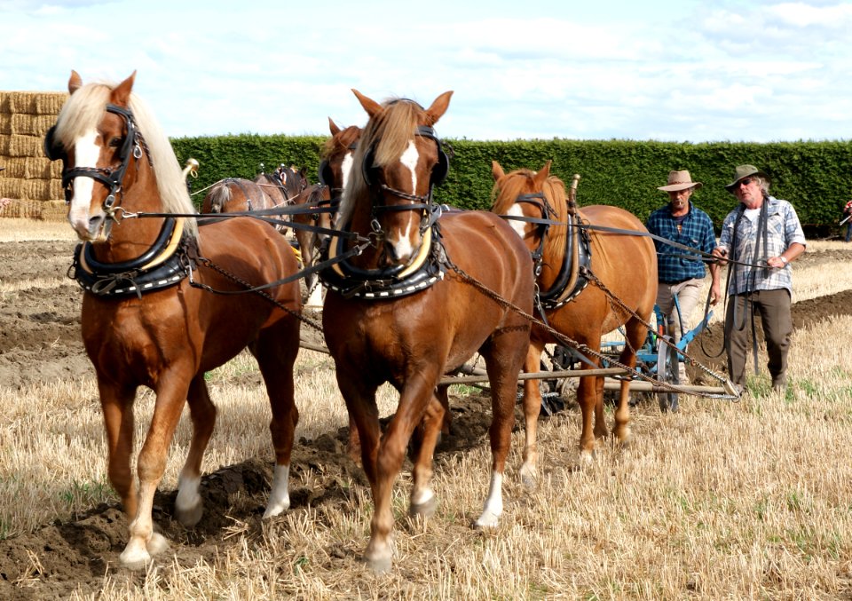 Horse Ploughing (15)