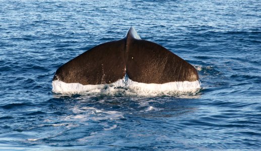 Sperm whale. photo