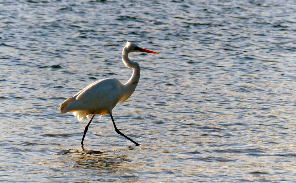 Eastern Great Egret.