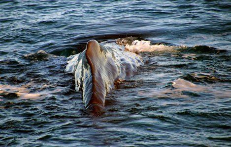 Sperm Whale. photo