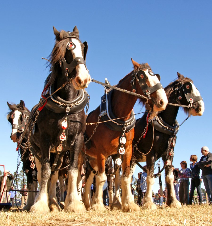 Horse Ploughing.