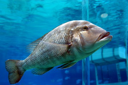 Giant grouper photo