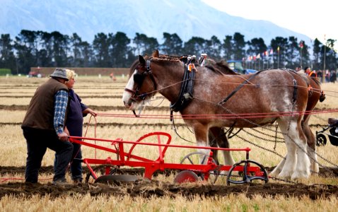 Horse Ploughing (7)