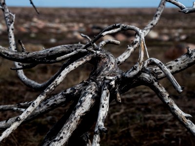 Burnt Juniper photo