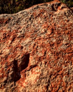 Dino Tracks