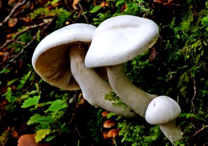 Hygrophorus eburneus. Woodwaxes.