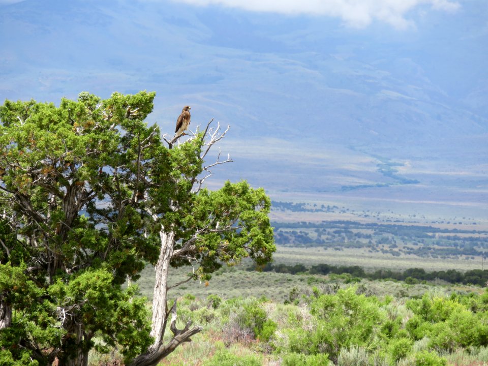 Swainsons Hawk