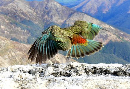 The Kea. Alpine parrot. photo