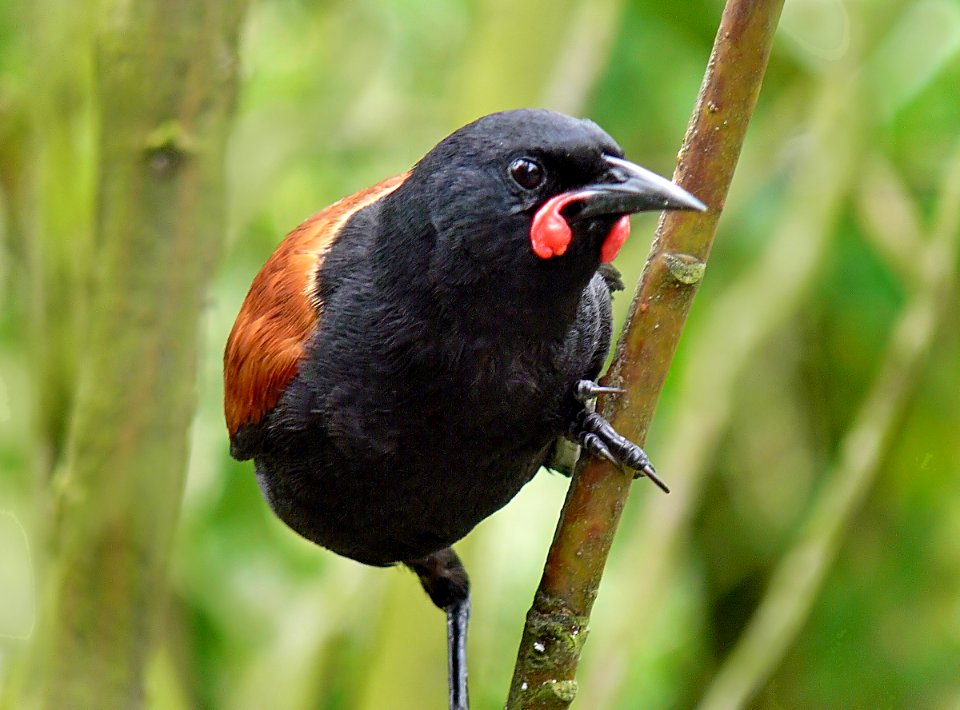 Saddleback NZ photo