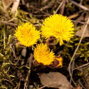 Tussilago photo