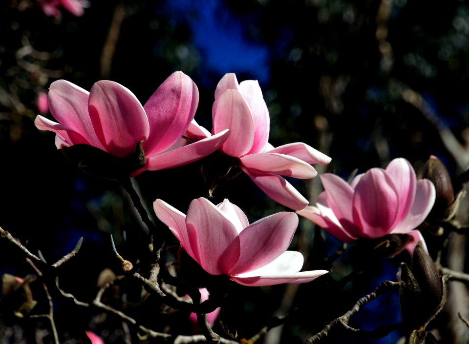 Magnolia. Campbellii. photo