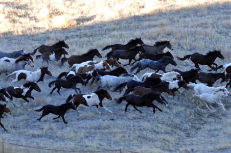 Cedar Mtn HMA Wild Horse Gather 02/24/12