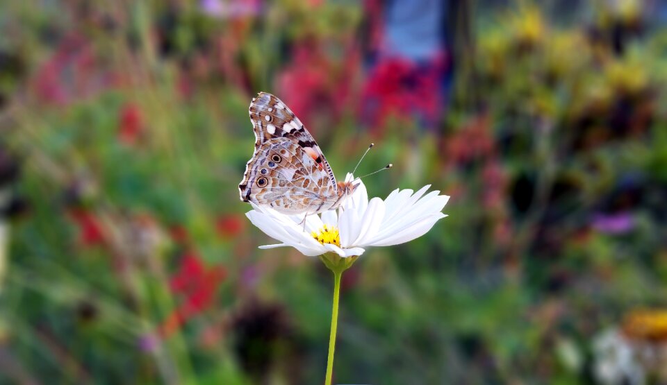 Macro photography photography insects