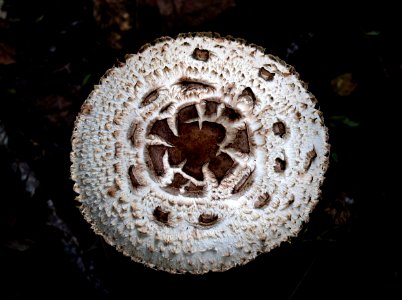 Amanita karea photo