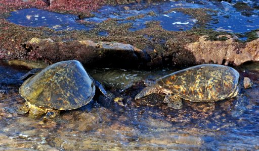 Green Sea turtles. photo