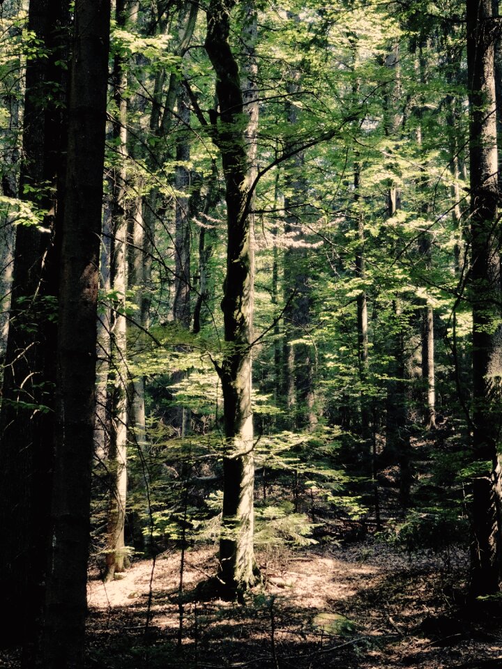Wood trunks environment