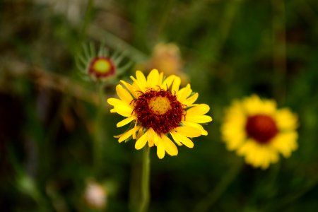 Sand Island Flower