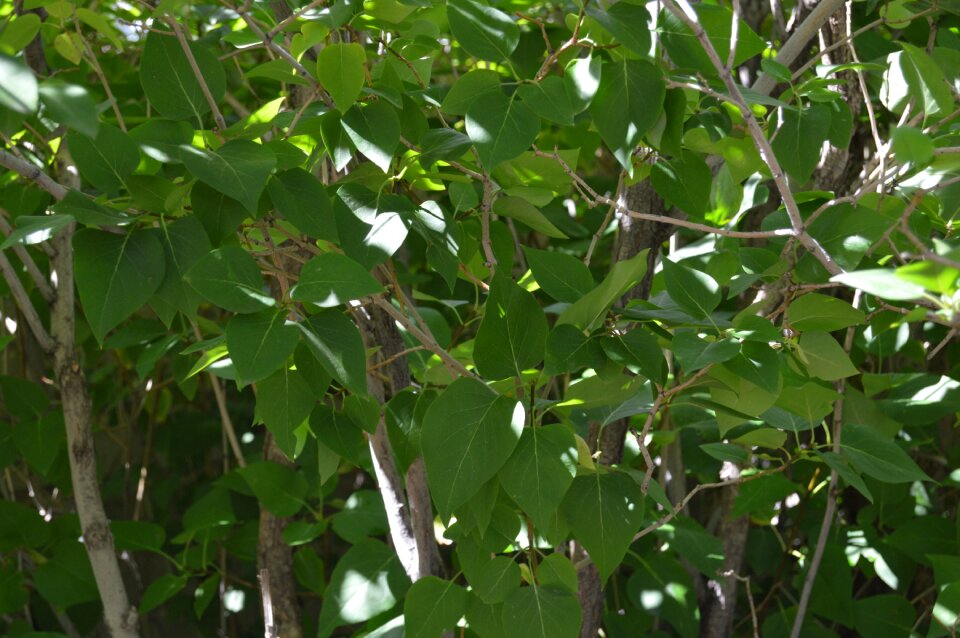 Nature bush lilac
