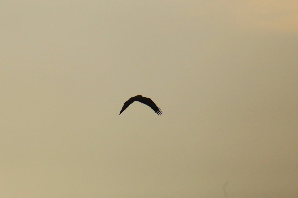 IMG 4378