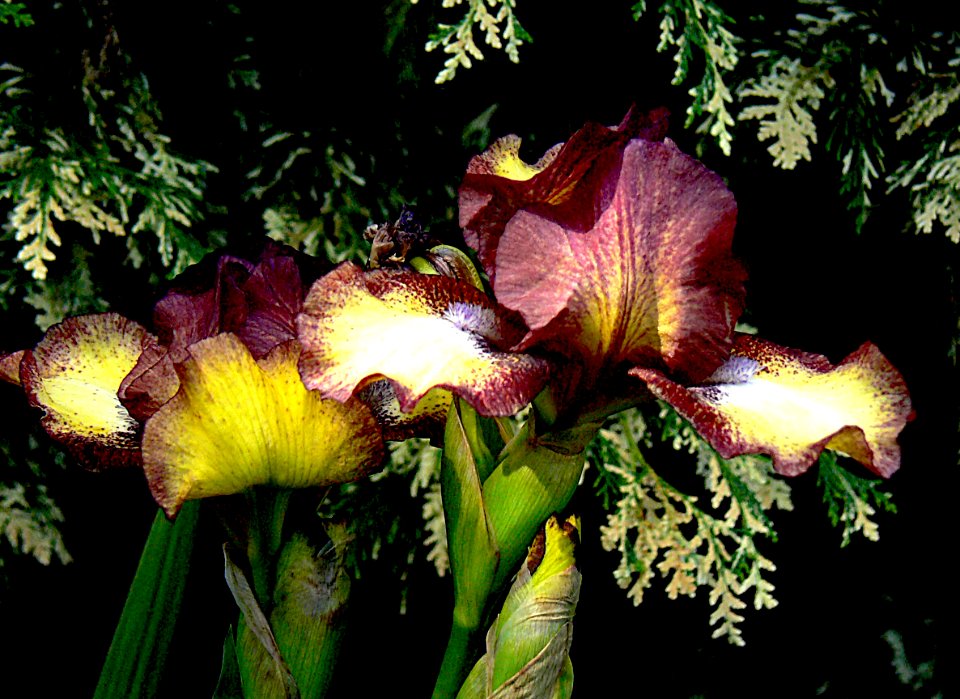 The Iris,