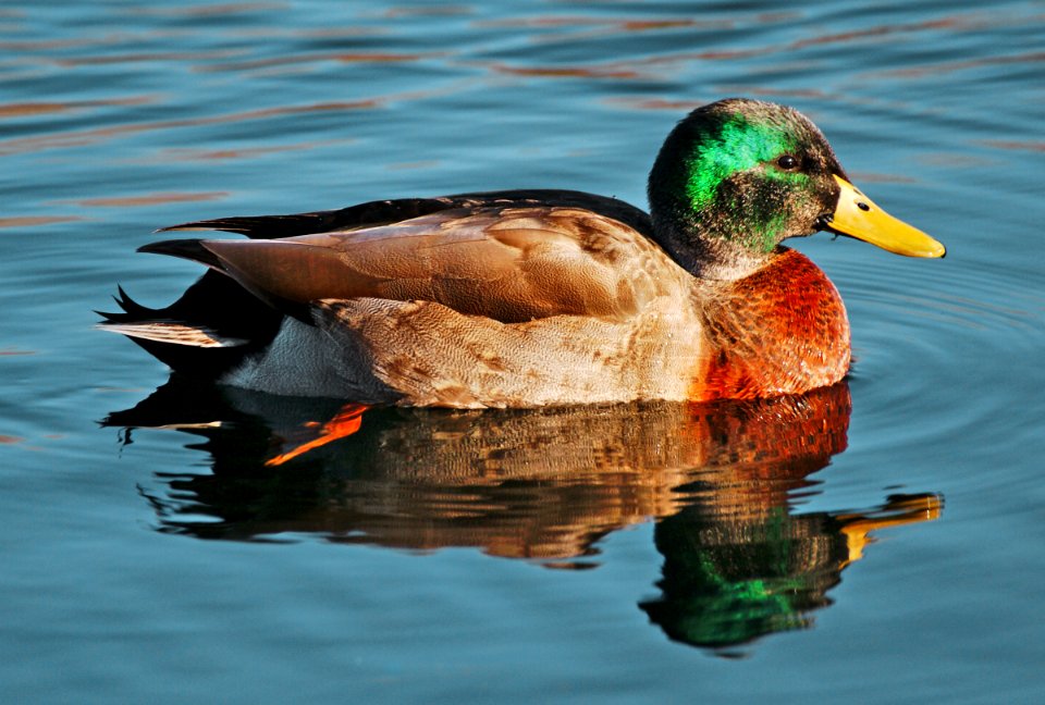 Mallard Drake.