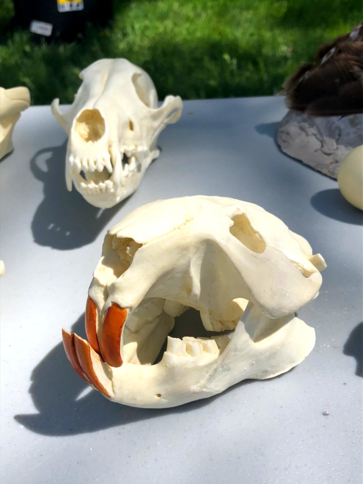 Wildlife Skulls