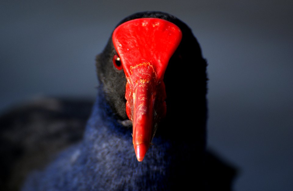 Pukeko. (Porphyrio porphyrio).