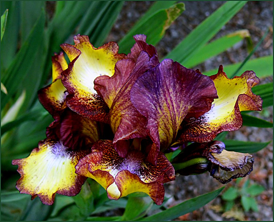 Hot fudge.Iris.