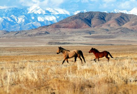 BLM West Desert Utah