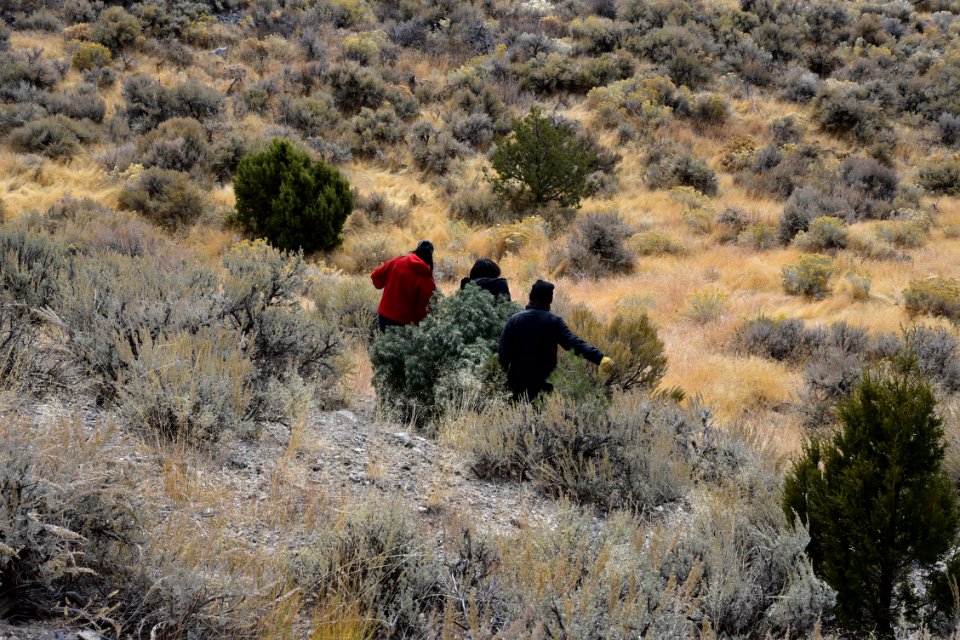 Tree Cutting in the West Desert District