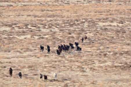 Onaqui Wild Horse Gather 02/18/12