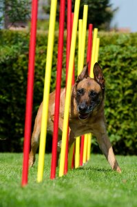 Hundesport fun sport photo