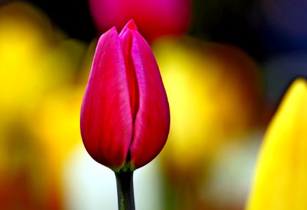Pink Tulip. photo