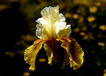 Bayberry Candle Iris. photo