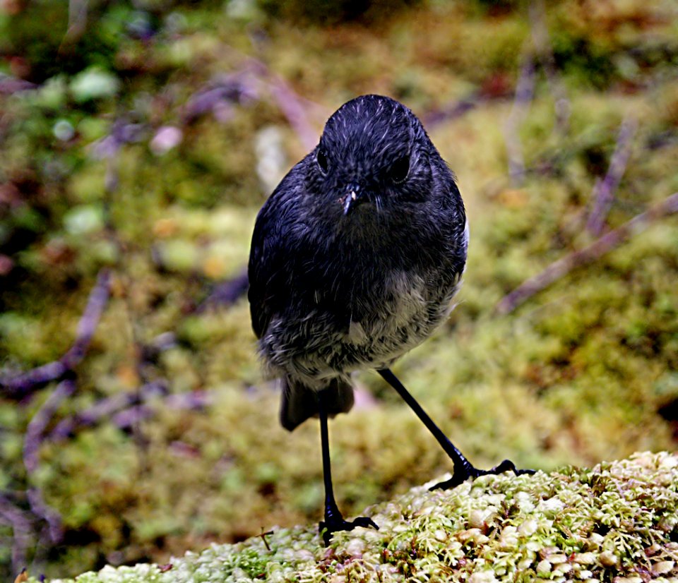 New Zealand Bush Robin (14)