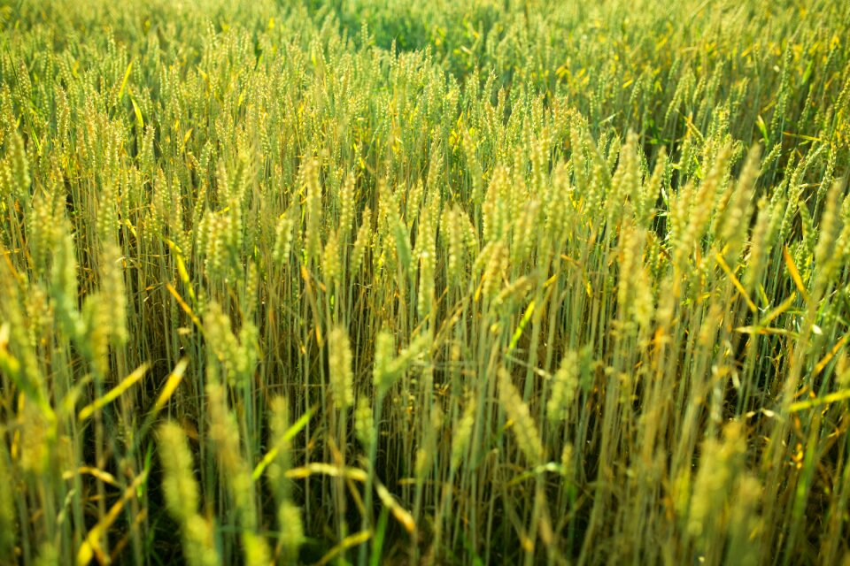 Farm country farmland