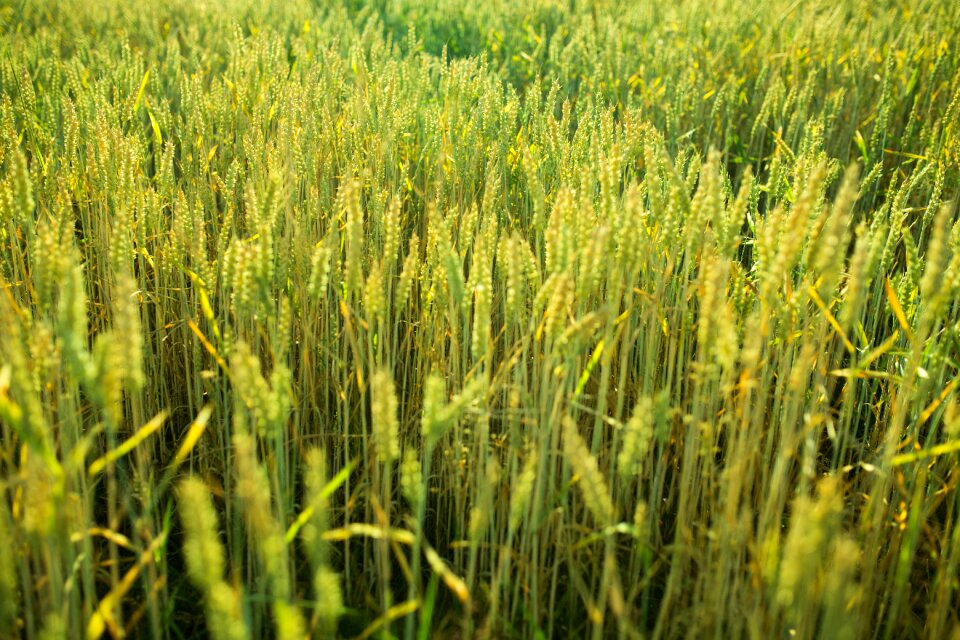 Farm country farmland photo