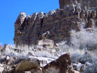 Bighorn Sheep photo