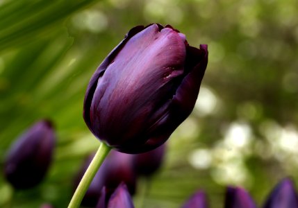 Tulips (8) photo